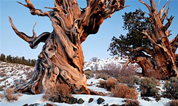 کهنسال‌ترین درخت جهان در منطقه‌ای فوق‌سِری