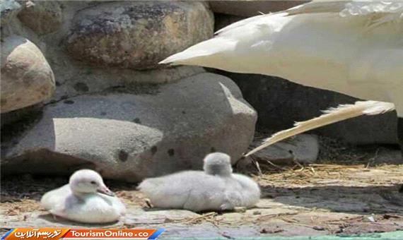 کمیاب ترین گونه جوجه قوی فریادکش در باغ پرندگان تهران متولد شد
