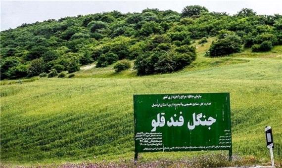جنگل زیبایی که مقصد طبیعت گردان ایرانی است