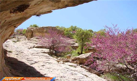 دره ارغوان ایلام ؛ تابلویی طبیعی به رنگ ارغوانی/تصاویر