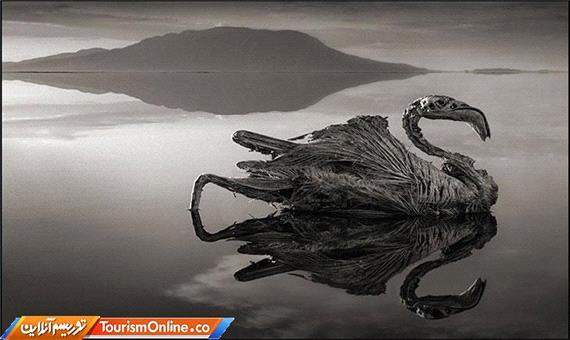 دریاچه‌ ترسناک که همه چیز را به سنگ تبدیل می کند!/تصاویر