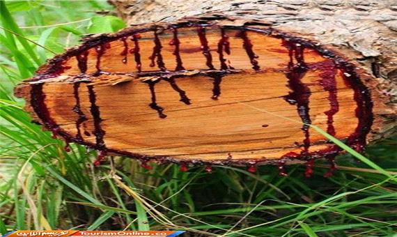 اگر این درخت را زخمی کنید خونریزی می‌کند!/تصاویر