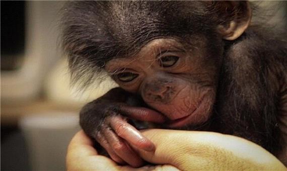 ماندن شامپانزه سه ساله در باغ وحش ارم قطعی شد