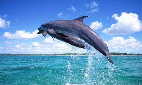 تفکر دلفینی دارید یا کوسه‌ای؟
