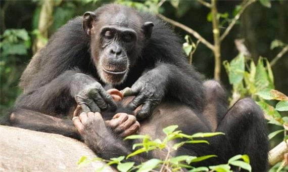 شامپانزه‌ها هم تا آخر عمر از یتیم بودن رنج می‌کشند!