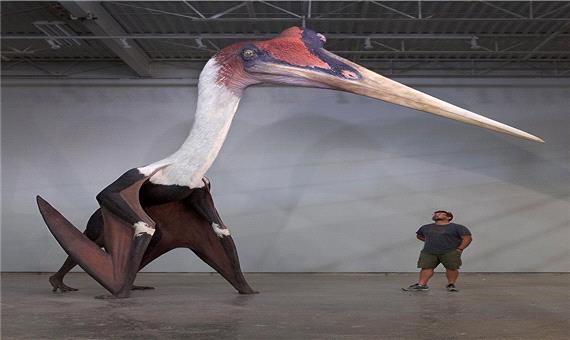 بزرگ‌ترین پرنده تاریخ با طول 3 متر!