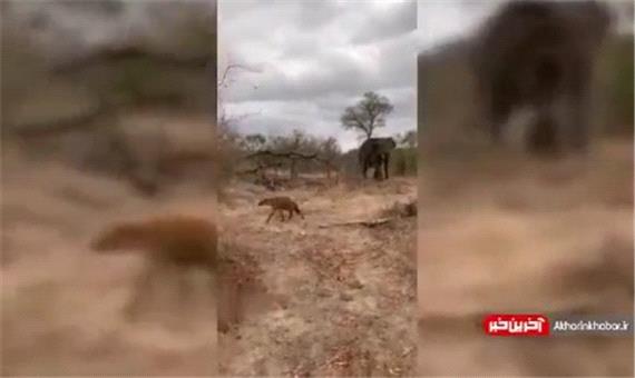 حمله فیل عصبانی به پلنگ‌ها پس از شکار ایمپالا