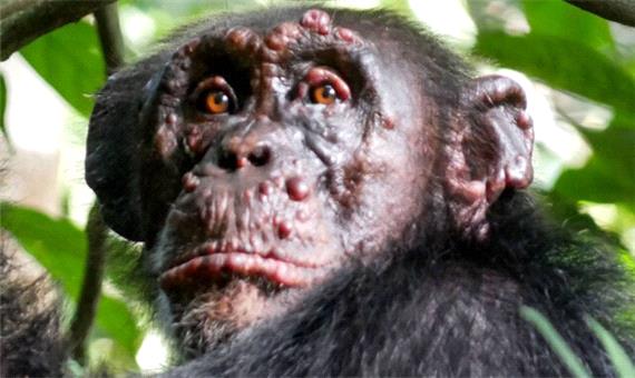 جذام برای اولین بار در شامپانزه‌ها دیده شد