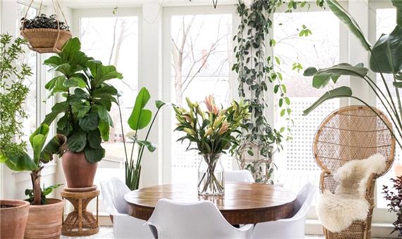 چگونه گیاهان آپارتمانی را در زمستان زنده نگه داریم؟
