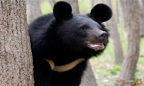 شکوهی به نام خرس سیاه ایرانی