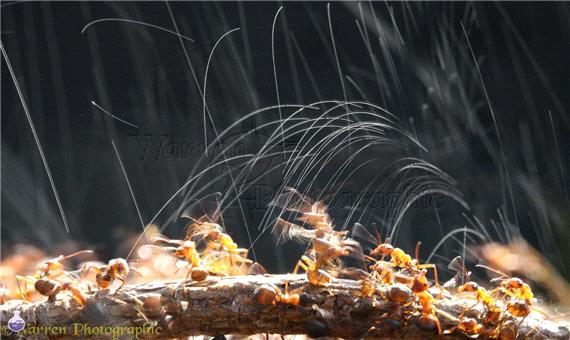 ویدئویی جالب از پاشیدن اسید فرمیک توسط مورچه ها