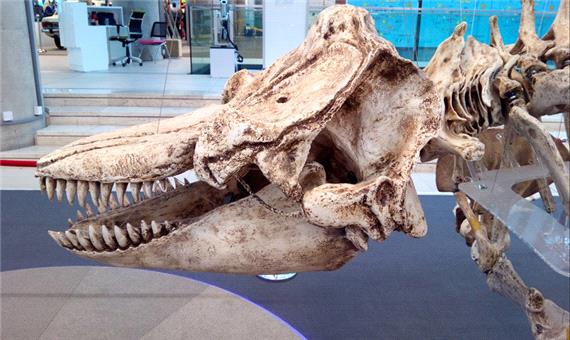 کشف فسیل سالمِ پنج هزار ساله نهنگ در سواحل تایلند!