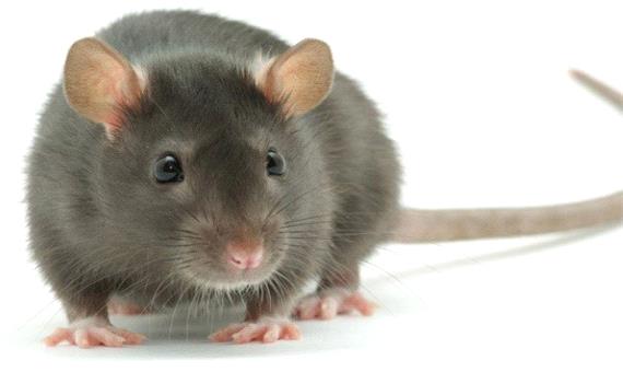 موش ها هم جدیدا خیلی باهوش شدن!