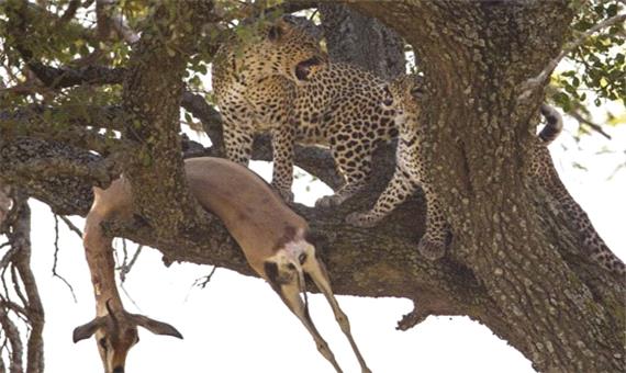 بالا رفتن پلنگ از درخت با شکارش!