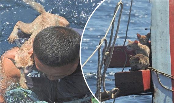 نجات چهار گربه از کشتی در حال غرق شدن