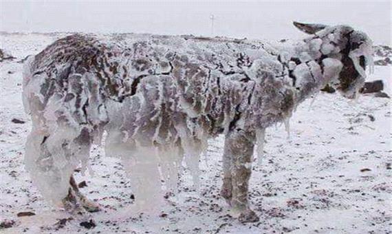یخ بستن حیوانات در دمای منفی 51 قزاقستان