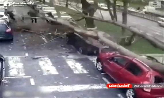 لحظه سقوط درخت غول پیکر در استانبول