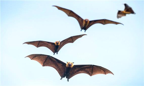 انسان هم می‌تواند کووید-19 را به خفاش‌ انتقال دهد
