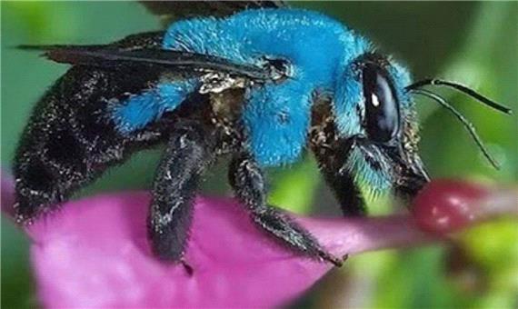 خورده شدن یک عنکبوت توسط زنبور آبی