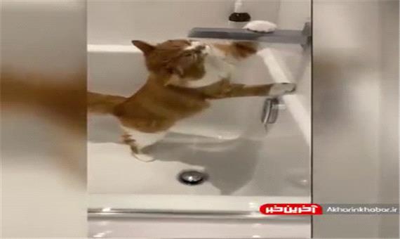 آب خوردن جالب یک گربه