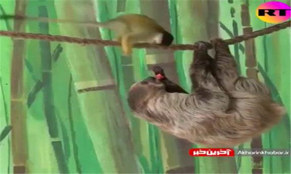 دزدیدن غذای یک حیوان دیگر توسط میمون!