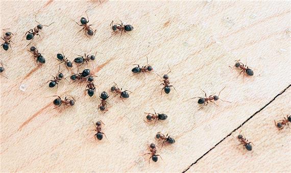 کم کم مورچه ها هم دارن به ارتباطات سریع روی میارن!