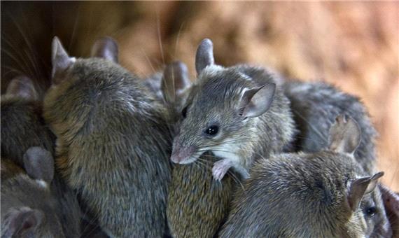 حمله موش‌ها، زندانی در استرالیا را به تعطیلی کشاند