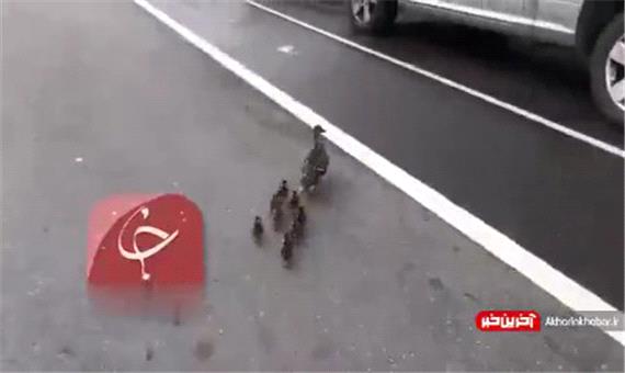 اقدام جالب رانندگان با دیدن اردک و جوجه هایش در خیابان