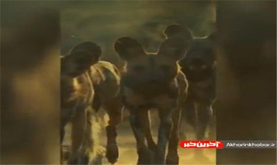 حمله گروهی سگهای وحشی آفریقایی به سمت شکاری نامعلوم
