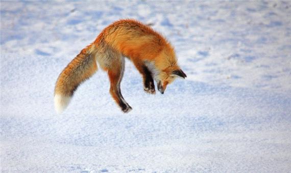روش منحصر به فرد روباه قرمز برای شکار
