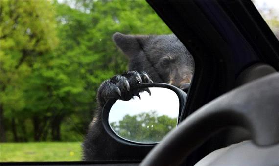 علاقه خنده‌دار یک خرس به خودرو‌های پارک شده!