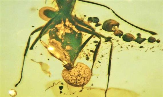 کشف نمونه‌ای از انگل قارچی در فسیل یک مورچه!