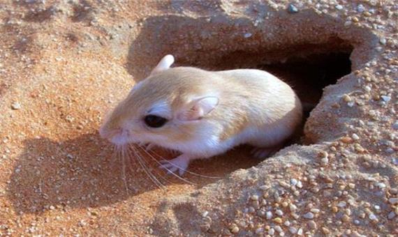 نخستین شبیه‌ سازی 3 بعدی از سبیل موش صحرایی