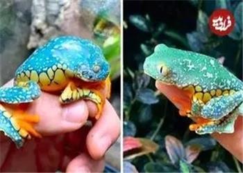 قورباغهای که انگار با دست رنگ آمیزی شده است!