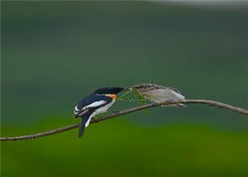 چند لحظه از شگفتی دنیای پرندگان
