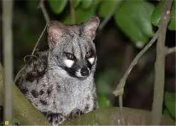 مُشکینگربه؛ حیوانی بامزه با حرکاتی شبیه میمون ها/ ویدئو