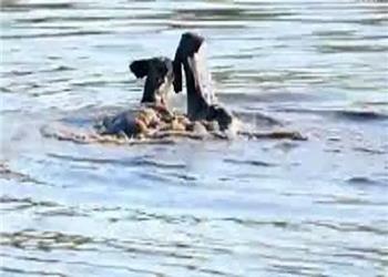 لحظه شکار کودو در آب توسط سگ های وحشی در آفریقای جنوبی/ ویدئو