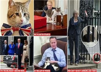 اولین گربه دیپلمات جهان | گربهای که شش نخستوزیر دید