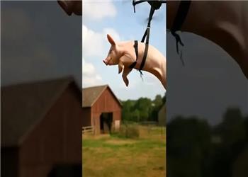 خوک پرنده، کل یک روستا را بیبرق کرد