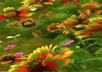 طبیعت زیبا و گل های رنگارنگ