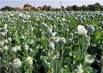 میزان کشت خشخاش در استانهای ایران بسیار بالا رفته/ در استانی که قبلا برنج میکاشتند، امروز به کاشت خشخاش روی آوردند