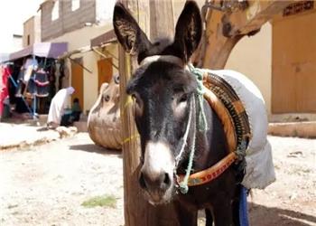 سفر در زمان؛ الاغها با بار تیر چوبی در جادۀ سمنان؛ سال 1311