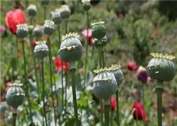 سفر در زمان؛ تصویری از یک «کارگاه فرآوری تریاک» در اصفهان در دوران قاجار