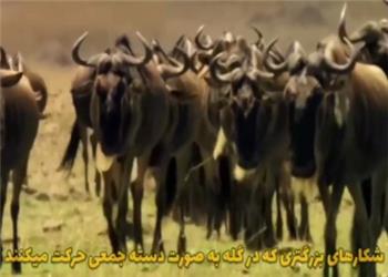 چرا شیرها به صورت دسته جمعی شکار میکنند؟
