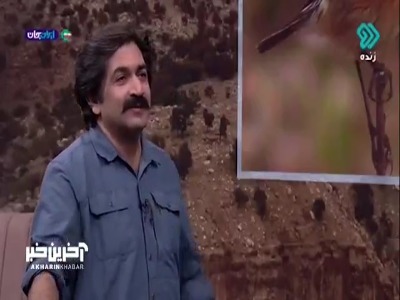 تصاویردیدنی از پرنده زیبای چک