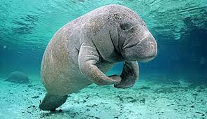 دوگون ؛ پستاندار بزرگ دریایی