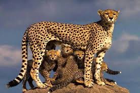 مشاهده ۵ قلاده یوزپلنگ آسیایی در حیات‌وحش میاندشت خراسان شمالی