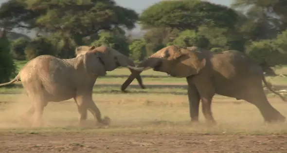 درگیری شدید فیل ها