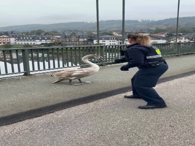 عملیات نجات قو سرگردان توسط پلیس زن