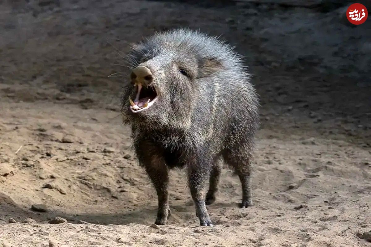 گوناگون/ گراز‌های بدبو؛ پستاندارانی اجتماعی